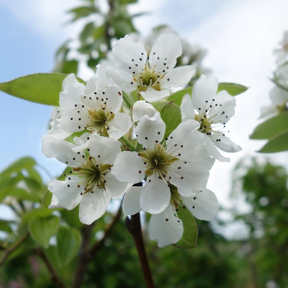 Par „Kaiser” 1.80 - 2.30 m  Pyrus communis „Kaiser”