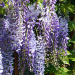 Chinese wisteria Prolific" 2.00 m Wisteria chinensis "Prolific"