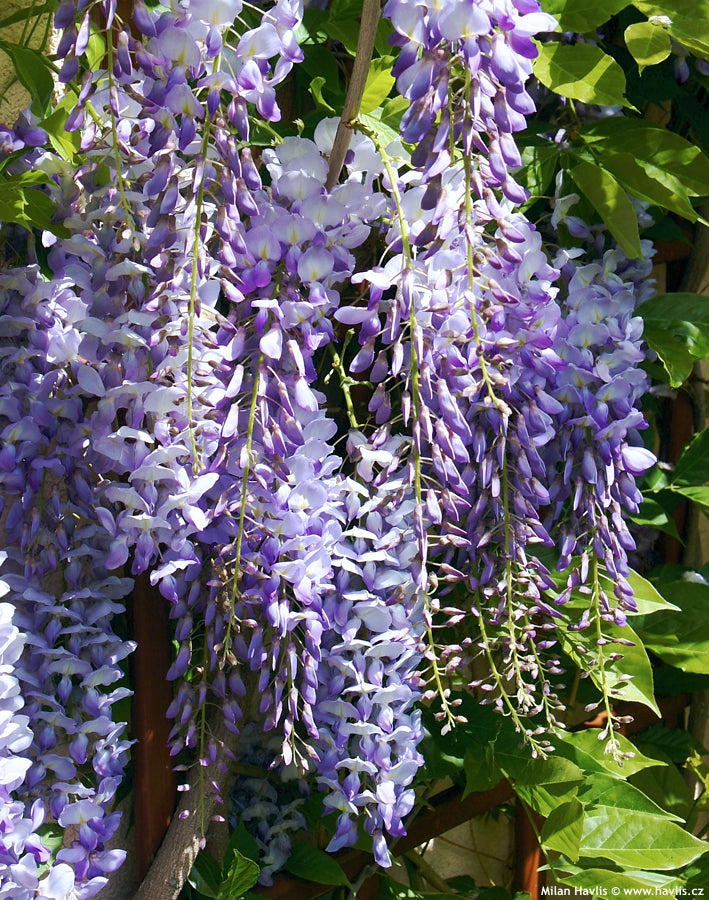 Glicina chinezească Prolific" 2.00 m   Wisteria chinensis  "Prolific"